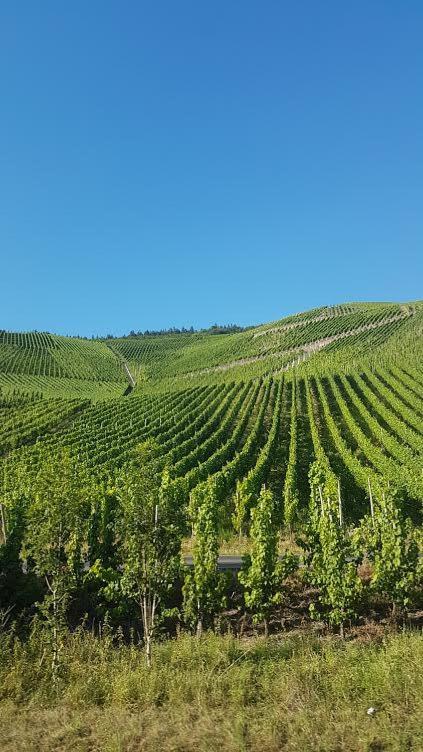 Die Quelle Bernkastel-Kues Zewnętrze zdjęcie